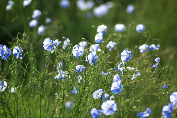 Flax Linum Usitatissimum Common Flax Linseed Blue Flax Flowers Grows — Stock Photo, Image
