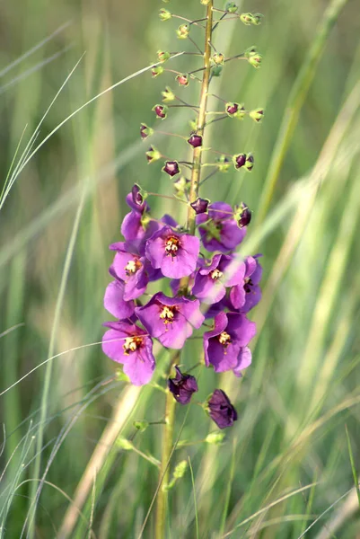 Пурпурный Mullein Verbascum Phoeniceum Фоне Травы Перьев Дикая Степь Крупный — стоковое фото