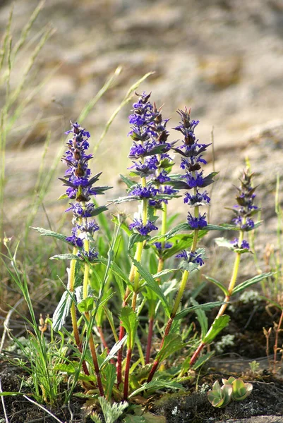 Violet Virágzó Kerti Zsálya Salvia Nemorosa Közelkép — Stock Fotó