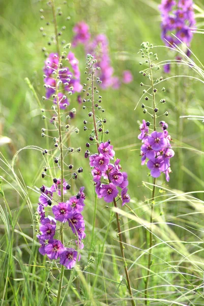 Purple Mullein Verbascum Phoeniceum Tegen Achtergrond Van Vedergras Wilde Steppe — Stockfoto