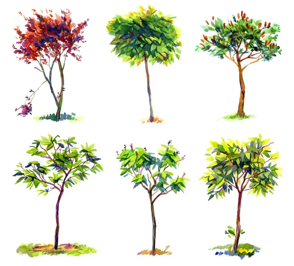 Trees Set Drawing Watercolor Isolated White Background — Stock Photo, Image