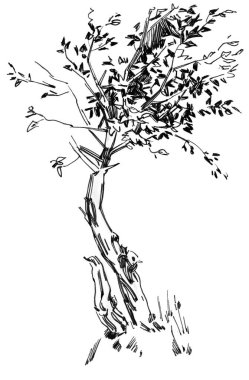 Ana hatlarıyla doğadan ağaçlar çiziyor. Kalem ve kalemle el çizimi. Siyah beyaz illüstrasyon