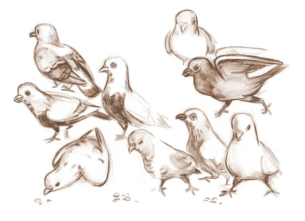 Outline Sketches Pigeons Nature Freehand Drawing Pencil — Stock Photo, Image