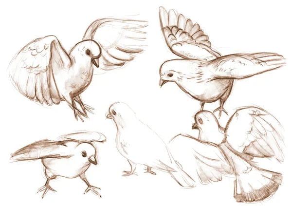 Ana Hatlarıyla Doğadan Güvercinler Çiziyor Kalemle Çizimi — Stok fotoğraf