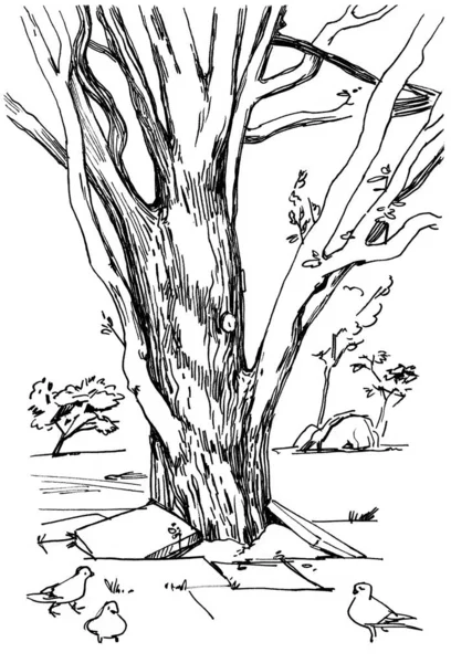 Линейные Эскизы Деревьев Природы Ручной Рисунок Карандашом Вкладышем Черно Белая — стоковое фото