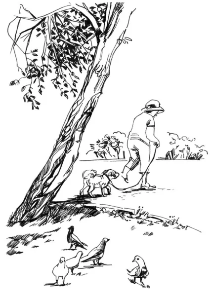 彼女の犬と公園を歩いている高齢女性 概要自然の木をスケッチする 鉛筆とライナーで手描き 白黒のイラスト — ストック写真
