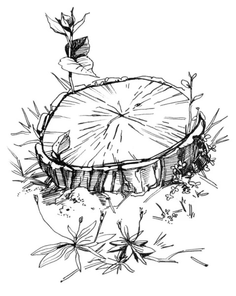 Obrys Kreslí Pařez Stromu Přírody Freehand Kresba Tužkou Vložkou Černobílá — Stock fotografie