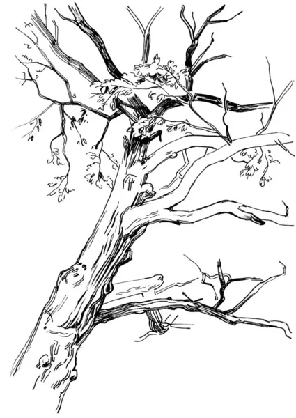 轮廓描绘了自然界中的树木 手绘铅笔和衬里 黑白插图 — 图库照片