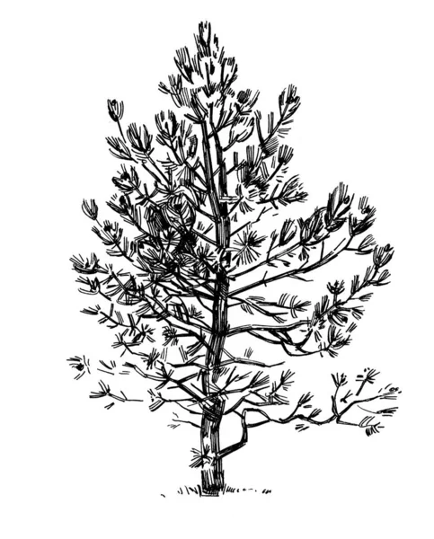 Ana Hatlarıyla Doğadan Çam Ağacı Çiziyor Kalem Doğrusuyla Serbest Çizim — Stok fotoğraf