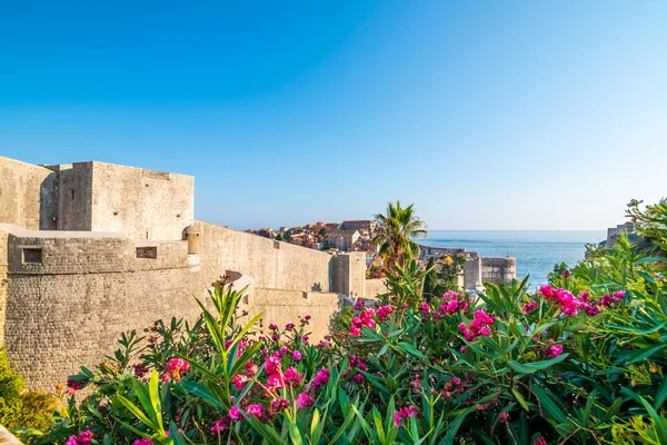 Murallas Dubrovnik Torre Minceta Vista Panorámica Ciudad Colchón Verde Palmeras — Foto de Stock