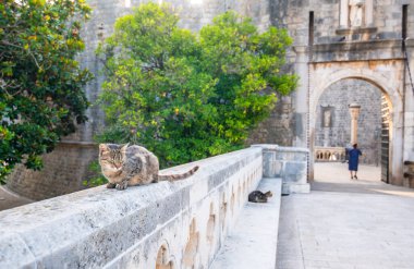 Kedi eski Dubrovnik şehrinin ana girişi olan Pilar kapısında dinleniyor..