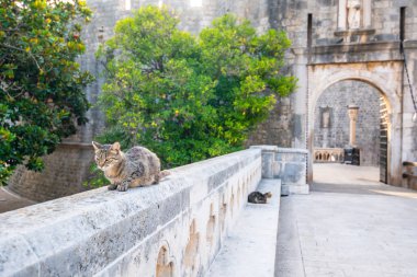 Kedi eski Dubrovnik şehrinin ana girişi olan Pilar kapısında dinleniyor..