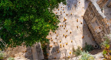 Portakal meyvesi yerdeki ağaçtan düşer. Üst alt görünüm.