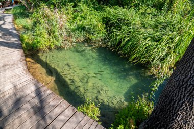 Hırvatistan 'ın Krka ulusal doğa parkında balıklı küçük bir gölet. Tahta turist yolunun yakınındaki su gölü..