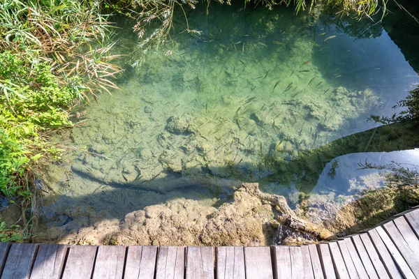 Kleiner Teich Mit Fischen Nationalpark Krka Kroatien Wassersee Der Nähe — Stockfoto