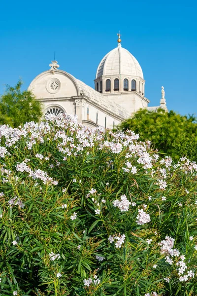 View James Cathedral City Sibenik Croatia Beautiful Oleander Bush Bloom — Stock Photo, Image