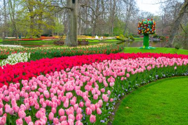Çiçekli güzel lale çiçeği, birden fazla renk - kırmızı, turuncu, pembe, beyaz. Resmi bahçe Keukenhof, Hollanda.