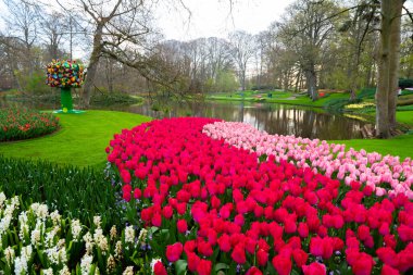 Beautiful Tulip flower in bloom, multiple colors - red, orange, pink, white. Formal garden Keukenhof, Netherlands.