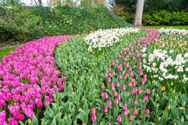 Çiçekli güzel lale çiçeği, birden fazla renk - kırmızı, turuncu, pembe, beyaz. Resmi bahçe Keukenhof, Hollanda.
