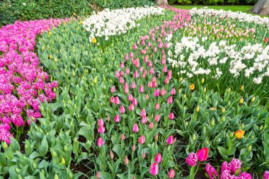 Çiçekli güzel lale çiçeği, birden fazla renk - kırmızı, turuncu, pembe, beyaz. Resmi bahçe Keukenhof, Hollanda.