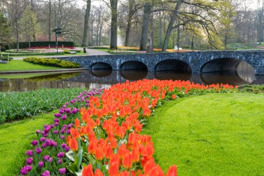 Çiçekli güzel lale çiçeği, birden fazla renk - kırmızı, turuncu, pembe, beyaz. Resmi bahçe Keukenhof, Hollanda.