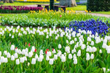 Çiçekli güzel lale çiçeği, birden fazla renk - kırmızı, turuncu, pembe, beyaz. Resmi bahçe Keukenhof, Hollanda.
