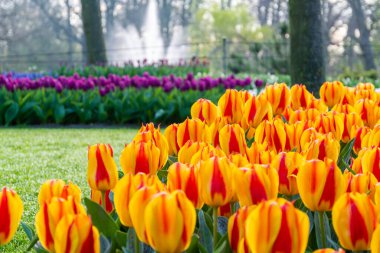 Çiçekli güzel lale çiçeği, birden fazla renk - kırmızı, turuncu, pembe, beyaz. Resmi bahçe Keukenhof, Hollanda.