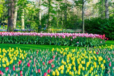 Beautiful Tulip flower in bloom, multiple colors - red, orange, pink, white. Formal garden Keukenhof, Netherlands.