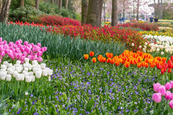 Çiçekli güzel lale çiçeği, birden fazla renk - kırmızı, turuncu, pembe, beyaz. Resmi bahçe Keukenhof, Hollanda.