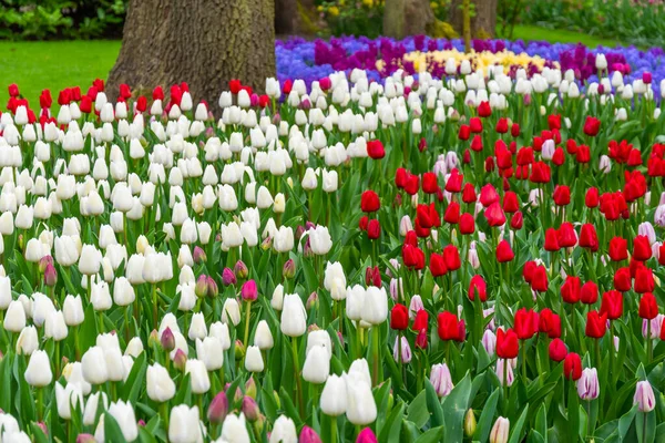 Beautiful Tulip Flower Bloom Multiple Colors Red Orange Pink White — Stockfoto