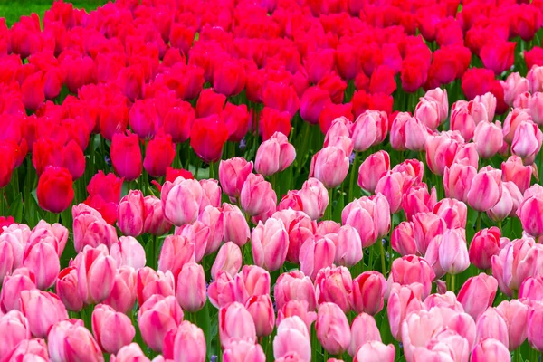 Beautiful Tulip Flower Bloom Multiple Colors Red Orange Pink White — Fotografia de Stock