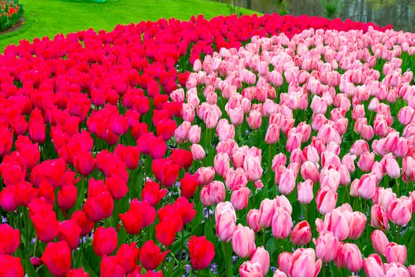 Beautiful Tulip Flower Bloom Multiple Colors Red Orange Pink White — Fotografia de Stock