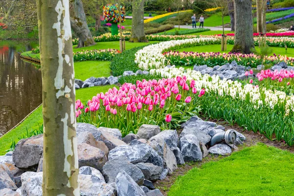 Çiçekli güzel lale çiçeği, birden fazla renk - kırmızı, turuncu, pembe, beyaz. Resmi bahçe Keukenhof, Hollanda.