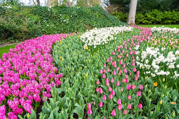 Çiçekli güzel lale çiçeği, birden fazla renk - kırmızı, turuncu, pembe, beyaz. Resmi bahçe Keukenhof, Hollanda.
