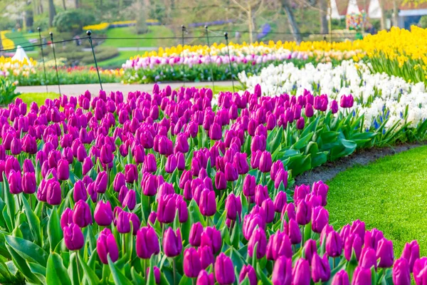 Çiçekli güzel lale çiçeği, birden fazla renk - kırmızı, turuncu, pembe, beyaz. Resmi bahçe Keukenhof, Hollanda.