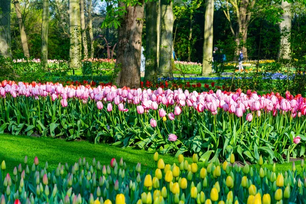 Beautiful Tulip Flower Bloom Multiple Colors Red Orange Pink White — Stockfoto