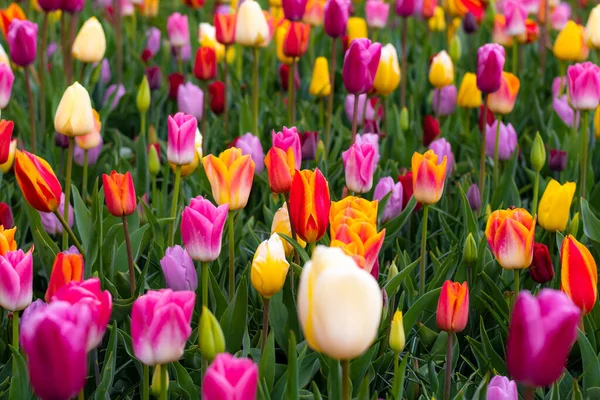 Çiçekli güzel lale çiçeği, birden fazla renk - kırmızı, turuncu, pembe, beyaz. Resmi bahçe Keukenhof, Hollanda.