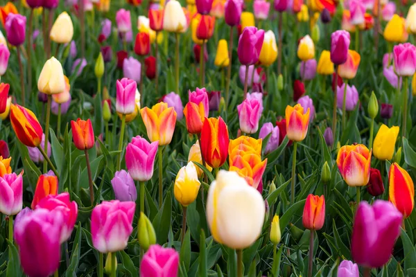 Beautiful Tulip Flower Bloom Multiple Colors Red Orange Pink White — 스톡 사진