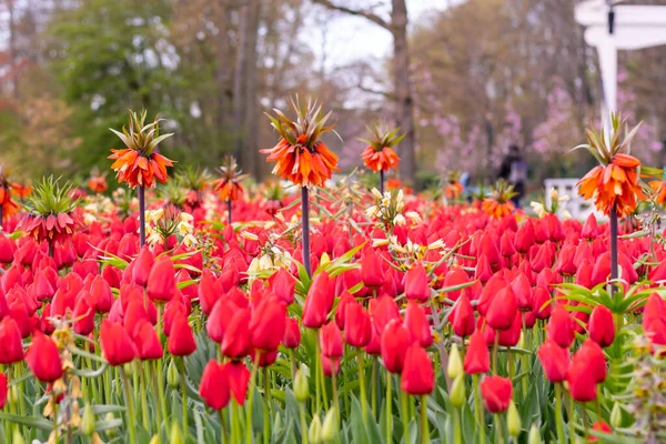 Beautiful Tulip Flower Bloom Multiple Colors Red Orange Pink White — Stockfoto