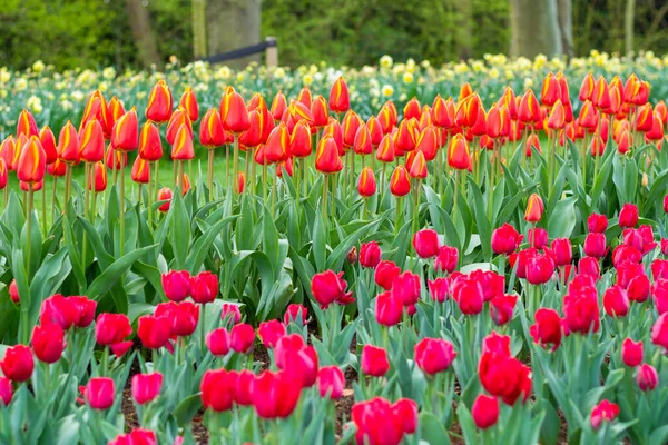 Beautiful Tulip Flower Bloom Multiple Colors Red Orange Pink White — Stockfoto