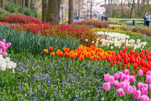 Çiçekli güzel lale çiçeği, birden fazla renk - kırmızı, turuncu, pembe, beyaz. Resmi bahçe Keukenhof, Hollanda.