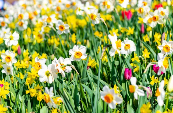 Narcissus Blomma Vid Holländska Trädgården Vackra Blommor Blom Våren — Stockfoto