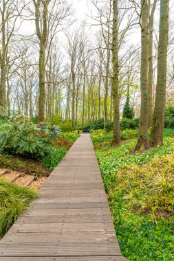Hollanda 'nın Amsterdam kenti yakınlarında çok renkli çiçekleri olan güzel bir bahçe..