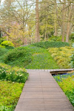Hollanda 'nın Amsterdam kenti yakınlarında çok renkli çiçekleri olan güzel bir bahçe..