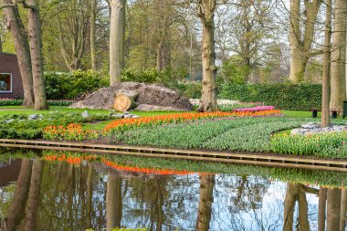 Hollanda 'nın Amsterdam kenti yakınlarında çok renkli çiçekleri olan güzel bir bahçe..
