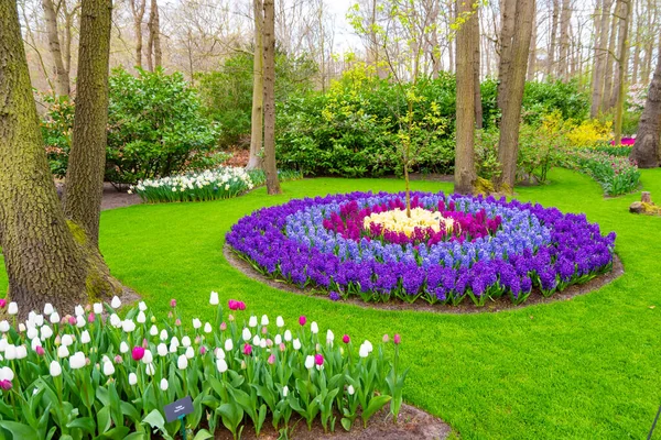 Beau Jardin Avec Des Fleurs Multicolores Près Ville Amsterdam Pays — Photo