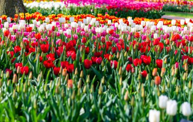 Çiçek açmış güzel lale tarlasının yakın görüntüsü. Çok renkli lale çiçeği - pembe, sarı, mor, kırmızı, turuncu. Laleler Hollanda 'da tipik çiçeklerdir..