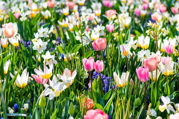 핀아름다운 튤립밭을 가까이 색깔의 튤립은 네덜란드 꽃이다 — 스톡 사진