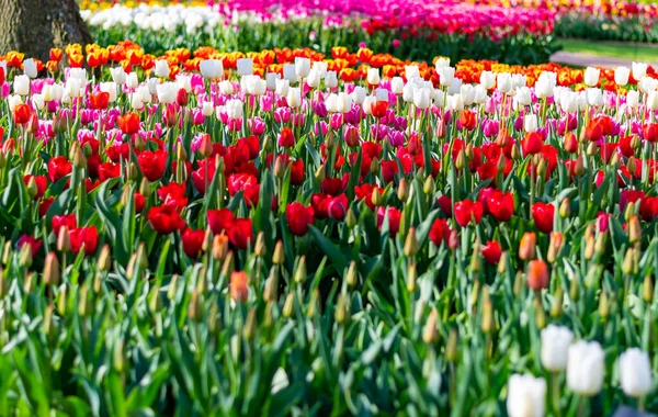 Vue Rapprochée Beau Champ Tulipes Fleurs Fleur Tulipes Plusieurs Couleurs — Photo