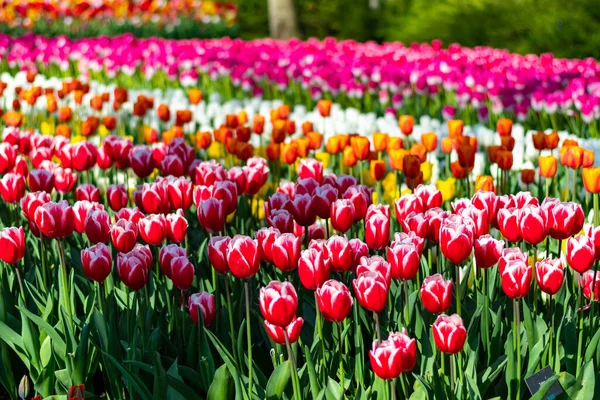 Nahaufnahme Von Schönen Tulpenfeld Voller Blüte Tulpenblüte Mehreren Farben Rosa — Stockfoto